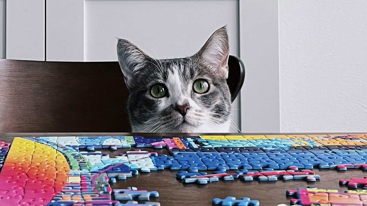 Lady Seeks Advice: “AITA For Refusing To Let My Roommate’s Cat Into My Room After It ‘Apologized’?”