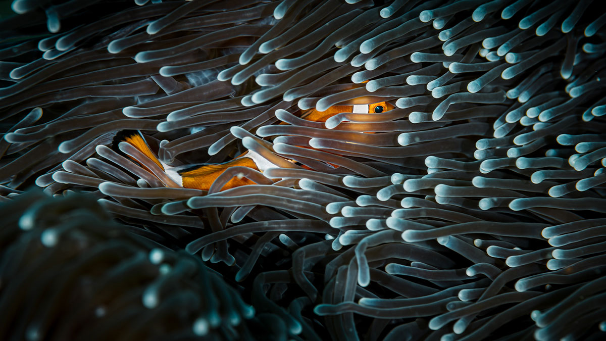 37 Awarded Images From The 2024 Tokyo International Foto Awards