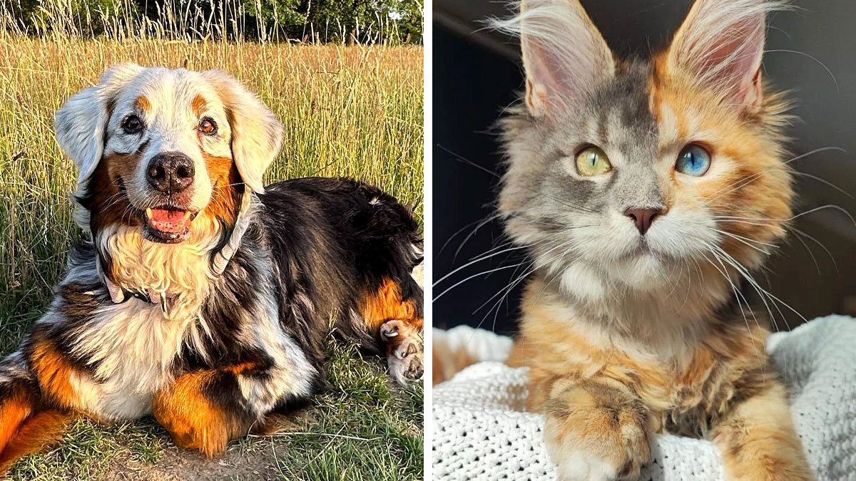 50 Of The Wildest And Cutest Genetic Mutations Ever Spotted In Pets (New Pics)