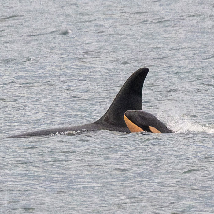Another “Devastating” Loss For Orca Mom Who Carried Lifeless Calf For 17 Days And 1,000 Miles Another “Devastating” Loss For Orca Mom Who Carried Lifeless Calf For 17 Days And 1,000 Miles