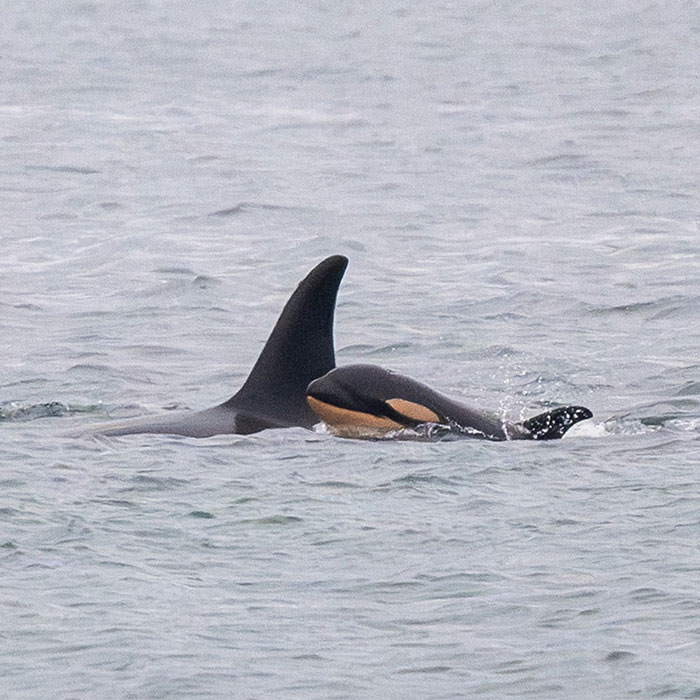 Another “Devastating” Loss For Orca Mom Who Carried Lifeless Calf For 17 Days And 1,000 Miles Another “Devastating” Loss For Orca Mom Who Carried Lifeless Calf For 17 Days And 1,000 Miles