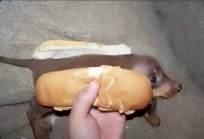 A dog resembling a sandwich with two buns on its back, playfully posed as one of the hardest animals you don’t want to mess with.