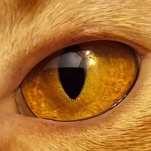 meghanferfort avatar