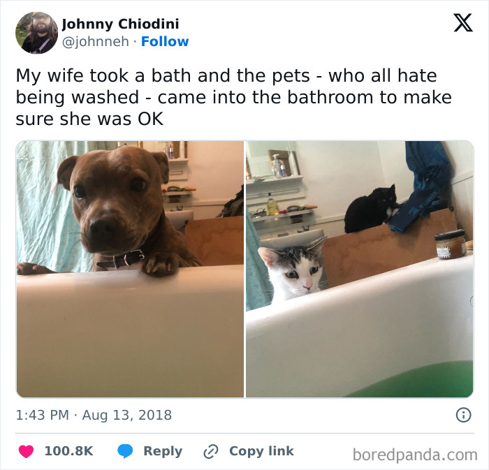 Pets watching over owner in bath, ensuring she's okay.
