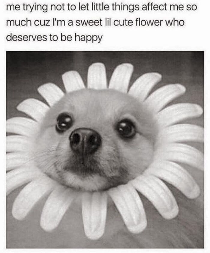 Dog's face framed by daisy petals, conveying positivity with a humorous caption about staying happy and unaffected.