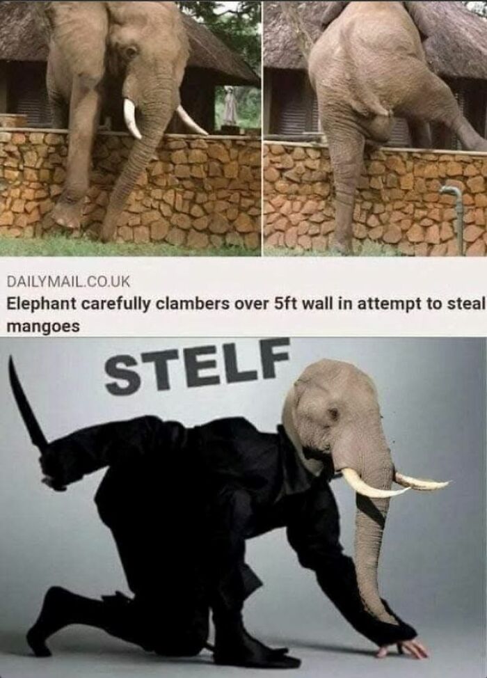 Funny memes featuring an elephant clambering over a wall and a stealthy elephant ninja in a black outfit.