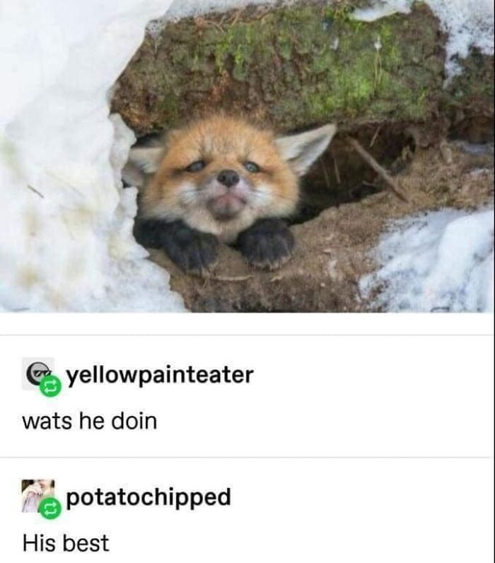 Fox peeking from a hole in the snow, with humorous text exchange about doing "his best" for daily dose of positivity.