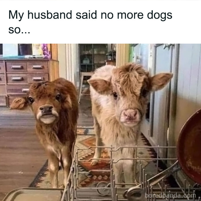 Two fluffy calves standing in a kitchen, humorously replacing dogs for daily dose of positivity.