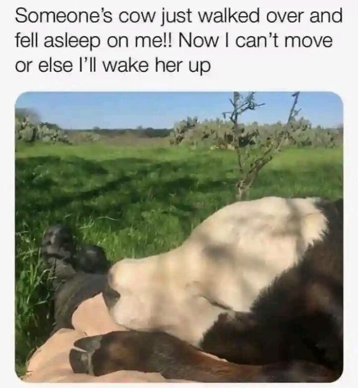 Cow sleeping on a person's lap in a sunny field, creating a moment of positivity.