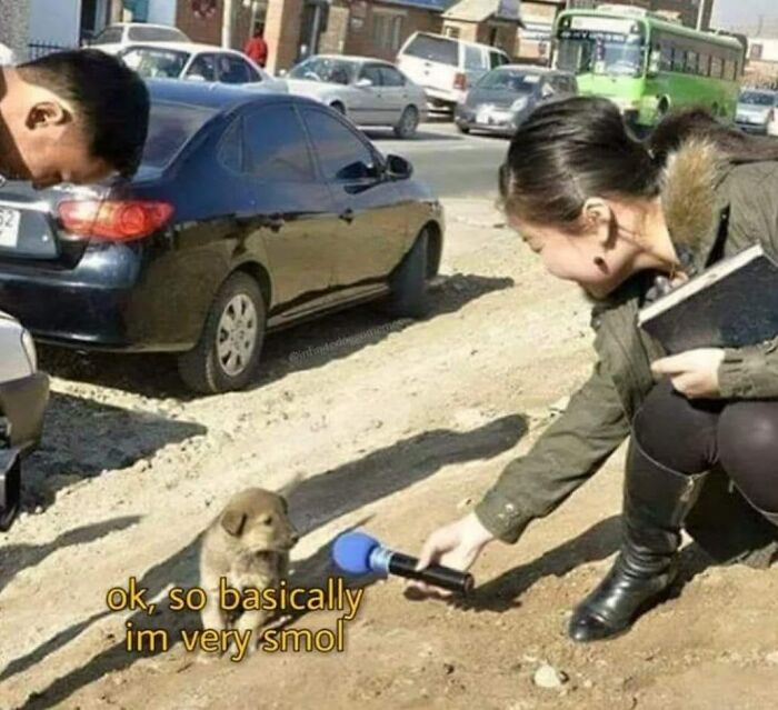 Woman interviewing small puppy with a microphone for a positive meme.