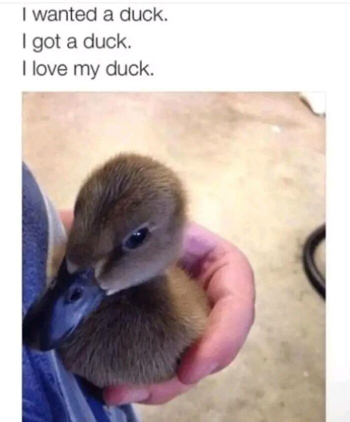 Person holding a cute duckling with uplifting text about loving their duck, providing a dose of positivity.