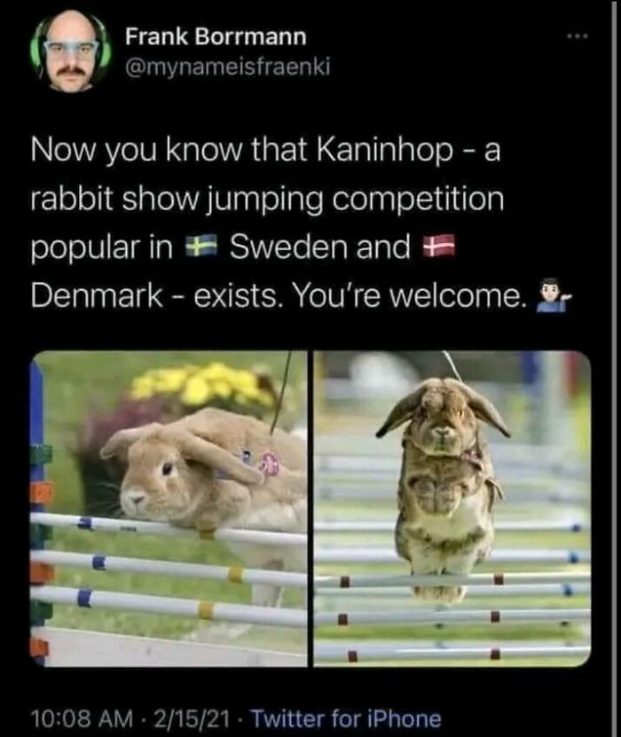 Rabbit show jumping competition meme for daily dose of positivity.