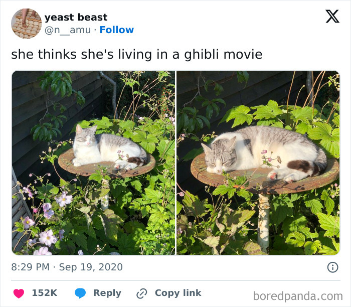 Cat lounging on a garden bird bath, surrounded by lush greenery, evoking positivity and tranquility.