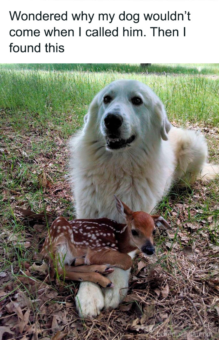 Dog lying on grass with a fawn nestled close, spreading positivity and warmth.