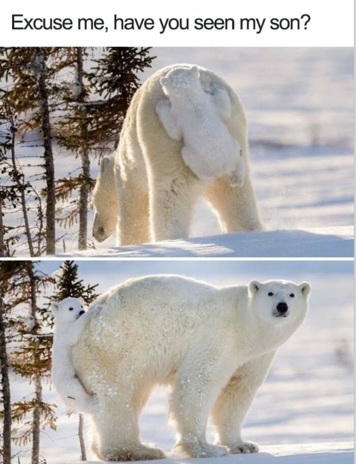 Polar bear with cub on its back in snowy landscape, creating a humorous and uplifting scene.