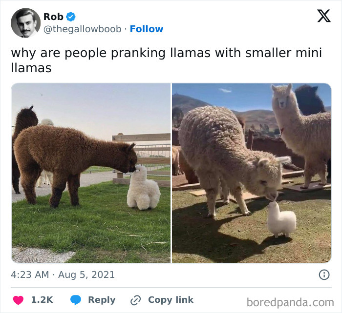 Two llamas curiously peering at mini llama toys on a grassy field for uplifting positivity.