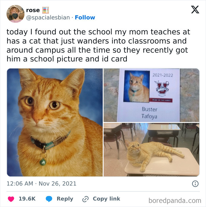 Cat with a school photo and ID card, bringing positivity to classrooms by roaming the campus.