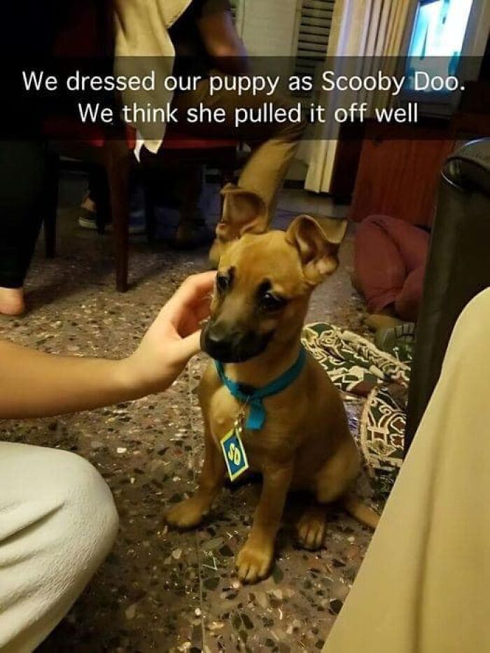 Puppy dressed as Scooby-Doo, sitting on a patterned floor with a blue collar, spreading positivity and charm.