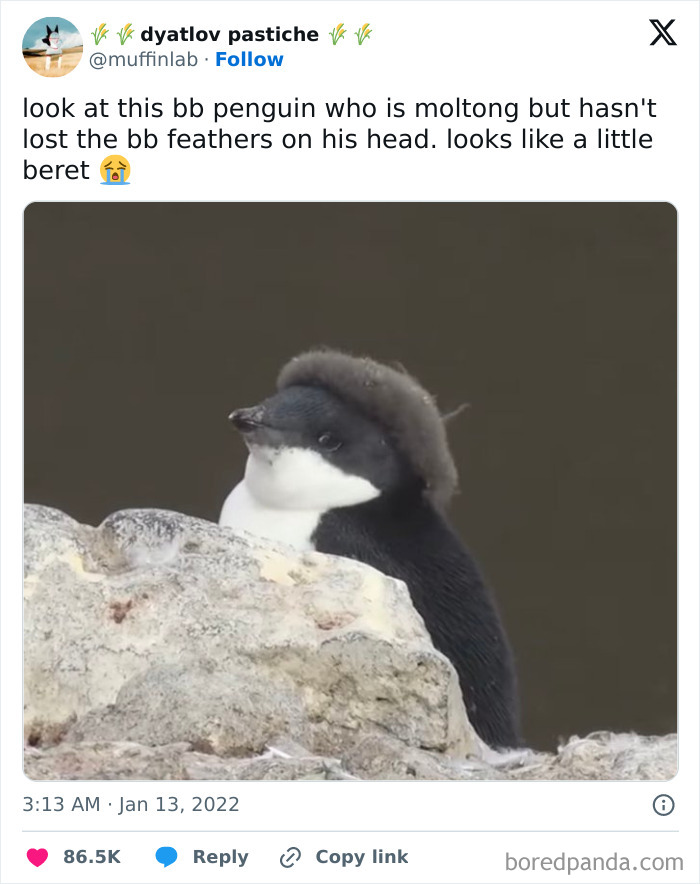 Cute penguin with fluffy head feathers perching on a rock, creating a positive and uplifting vibe.