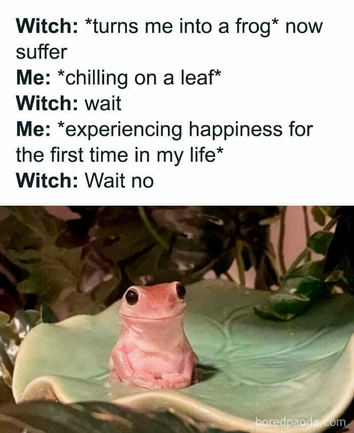 Frog sitting on a leaf in a humorous positive meme about happiness and transformation.