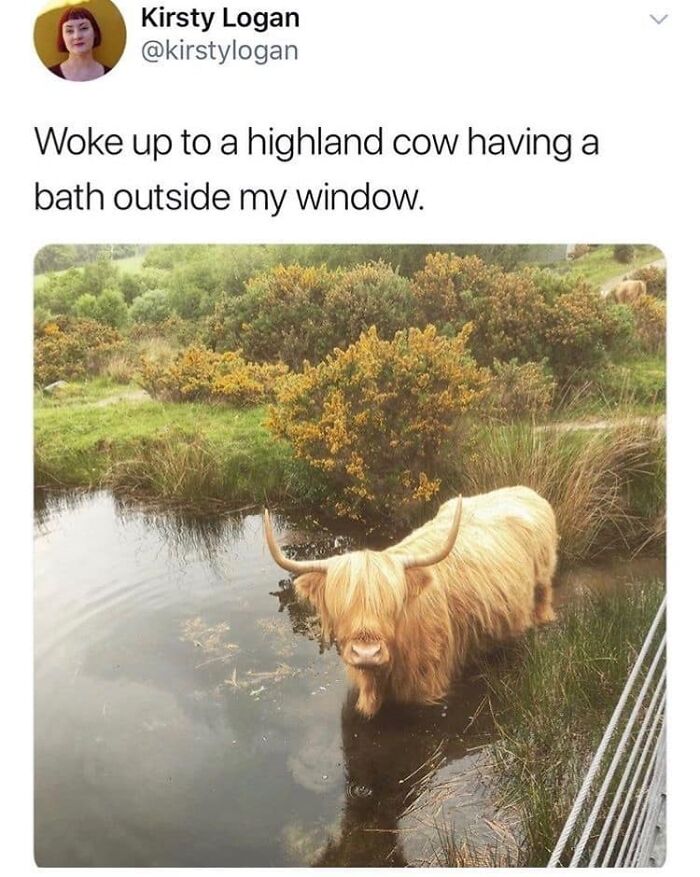 A highland cow in a pond providing a dose of positivity near lush greenery.