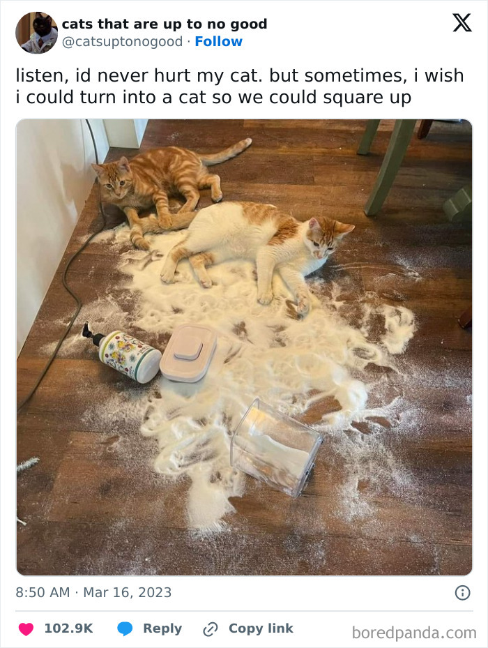 Two mischief-making cats on a flour-covered floor, adding a touch of daily dose of positivity and humor.