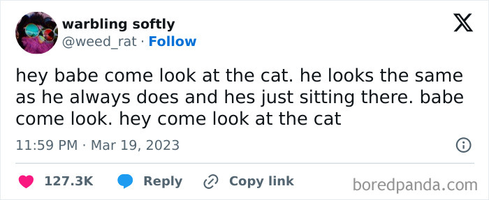 Tweet about a cat's unchanged behavior, capturing daily dose of positivity.