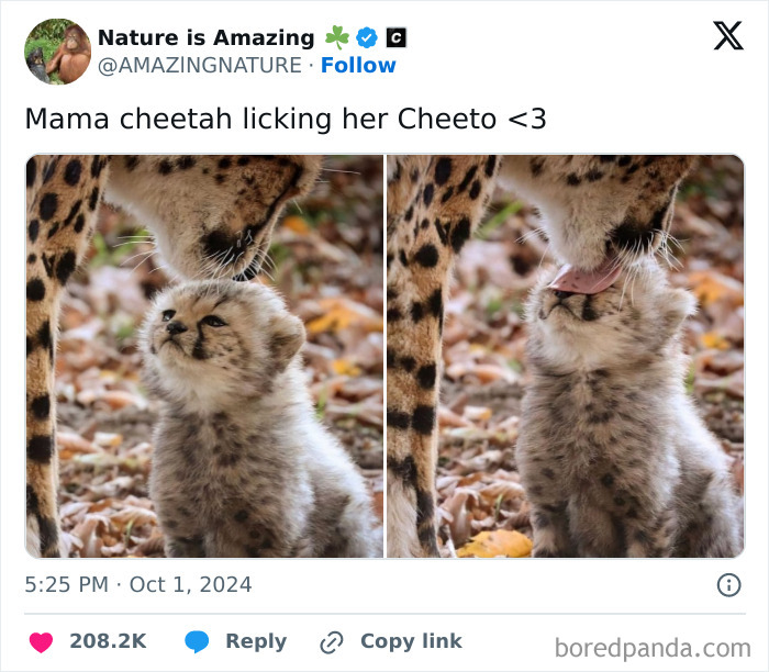 Cheetah grooming her cub in a heartwarming scene, highlighting animal positivity.