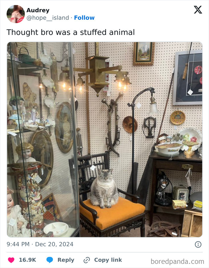Cat sitting on a chair in an antique shop, blending with surroundings, creating positivity.