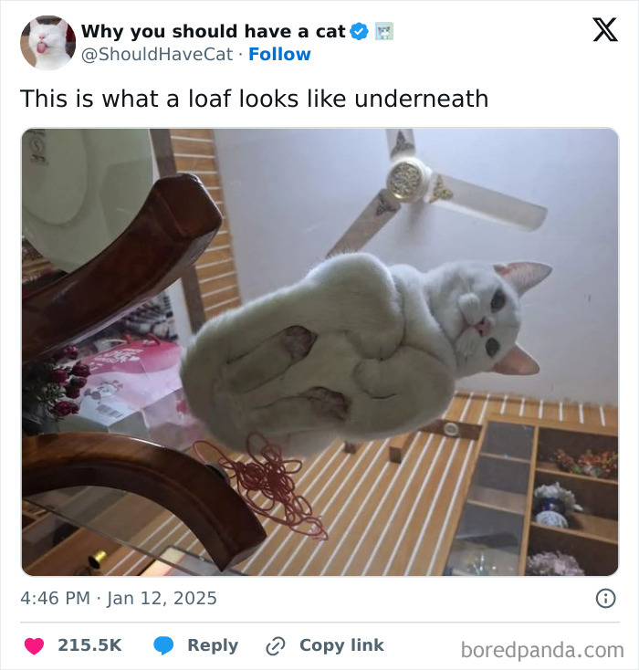 Cat loaf on glass table viewed from below, creating a funny and uplifting meme.