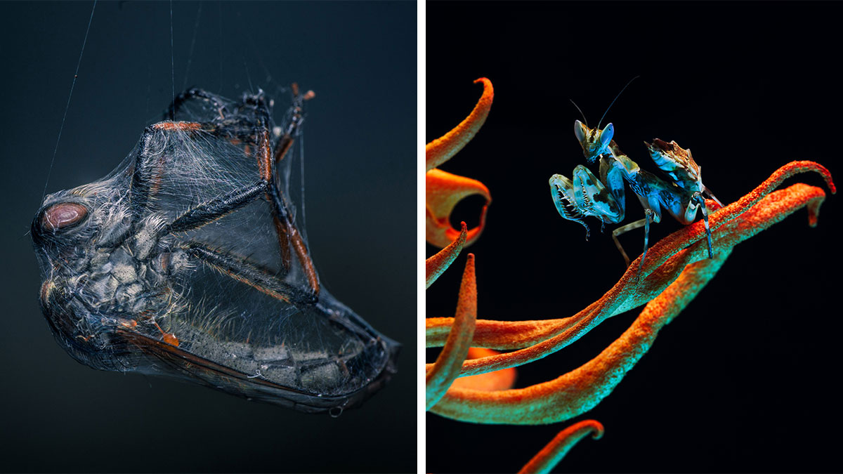 42 Award-Winning Photos From The World Nature Photography Awards 2025