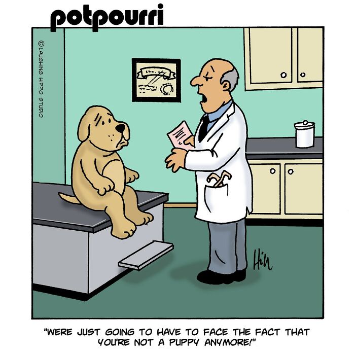 Veterinarian humor and silly situations comic with dog on examination table.