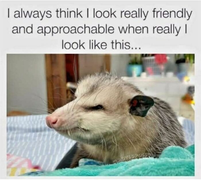 Possum meme image with caption about appearances, adding a dose of positivity.