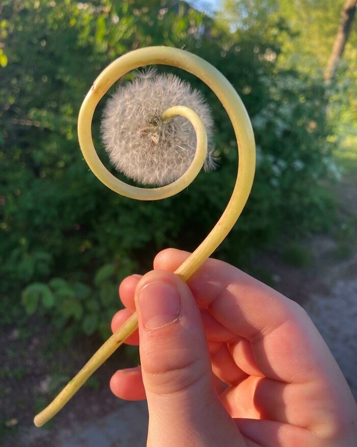 A hand holds a spiral plant stem with a dandelion at the end, showcasing an interesting image from Cultureavenue.