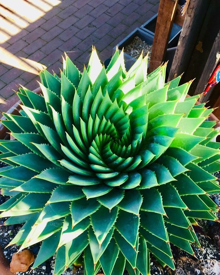 Green spiral succulent plant in a pot, showcasing interesting geometric patterns.