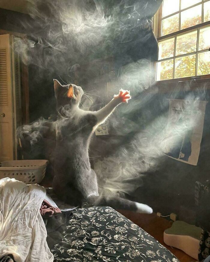 A cat reaching towards sunlight through a window, with fog creating an interesting visual effect.