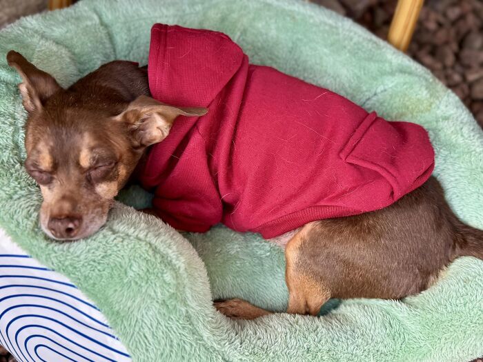 Lost dog in a red sweater sleeping peacefully on a green bed. Lost dog in a red sweater sleeping peacefully on a green bed.