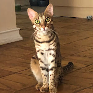 heathernuskind avatar