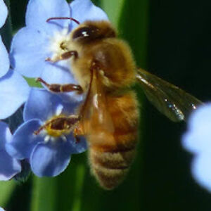 susanharris-parkes avatar