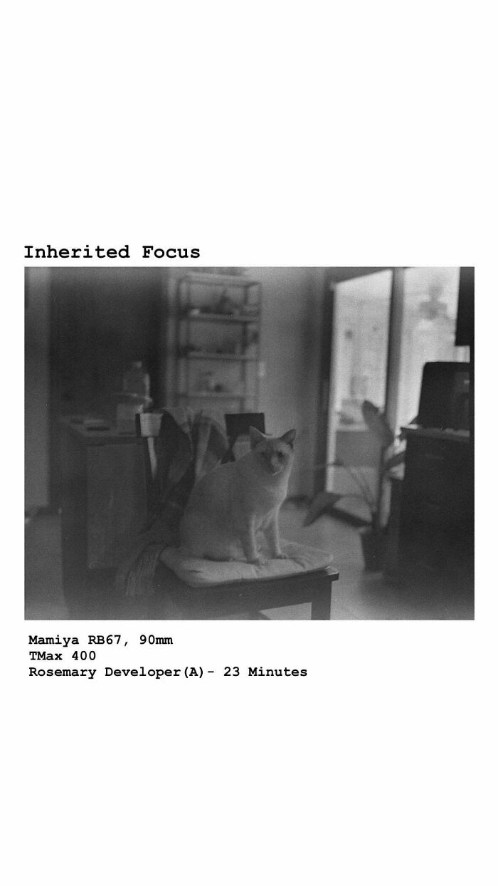 Vintage cat photograph on a chair with Inherited Focus text.