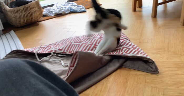 My Cat Doing A Forward Roll