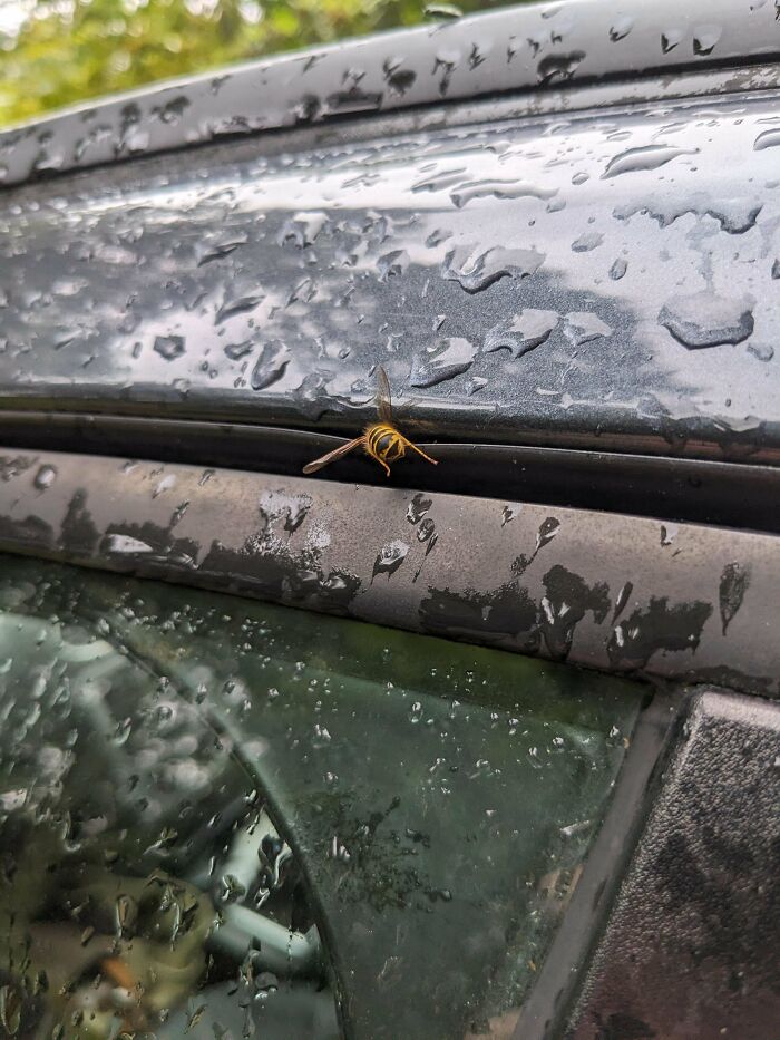 A wasp perfectly aligned with water droplets on a rainy car window creating a wild coincidence photo.