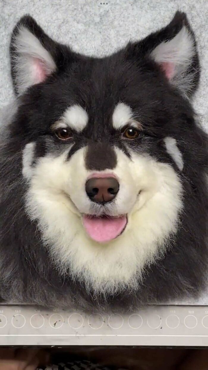 Realistic DIY dog portrait on a textured surface.