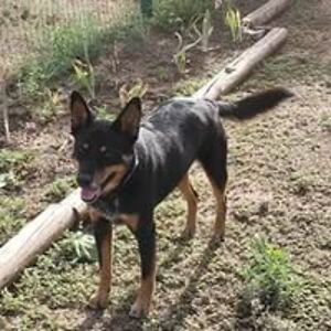 azmtnfreebird avatar