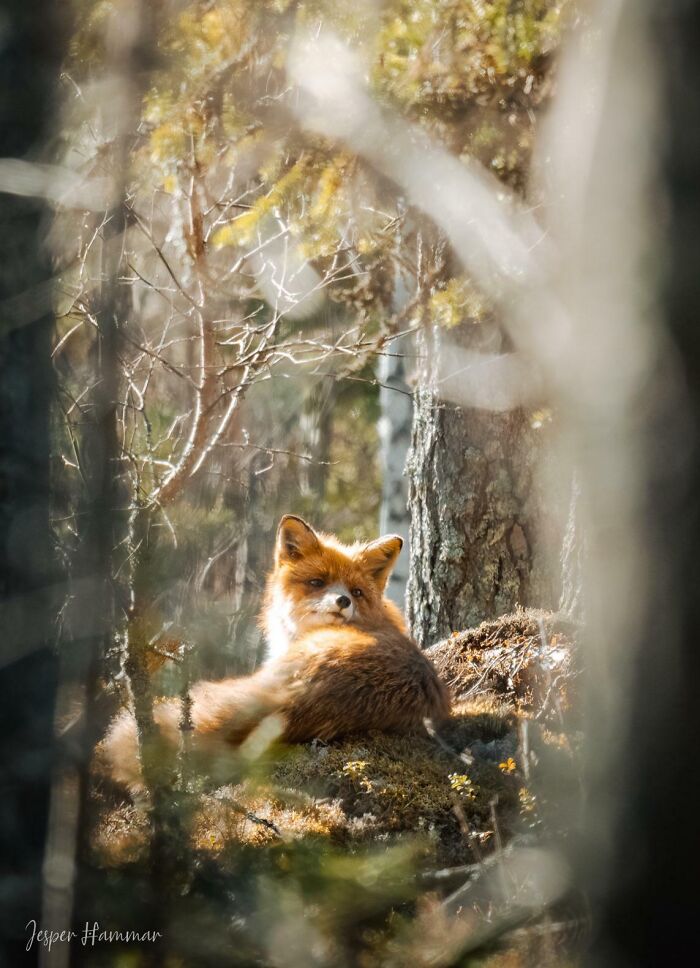 A beautiful fox resting in a forest, surrounded by trees and dappled sunlight, showcasing interesting wildlife. A beautiful fox resting in a forest, surrounded by trees and dappled sunlight, showcasing interesting wildlife.