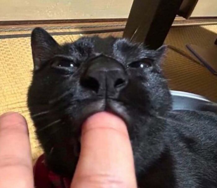 Black cat playfully biting a finger, showcasing its tough demeanor.