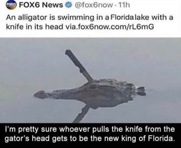 Alligator in a Florida lake with a knife in its head, humorously dubbed the new king of Florida in a viral meme.
