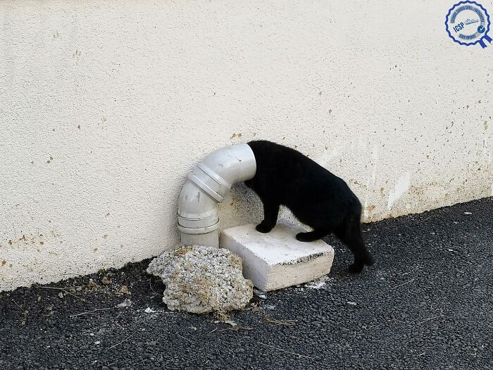 Black cat with head inside pipe, illustrating Gökhan Arer's unique street perspective.