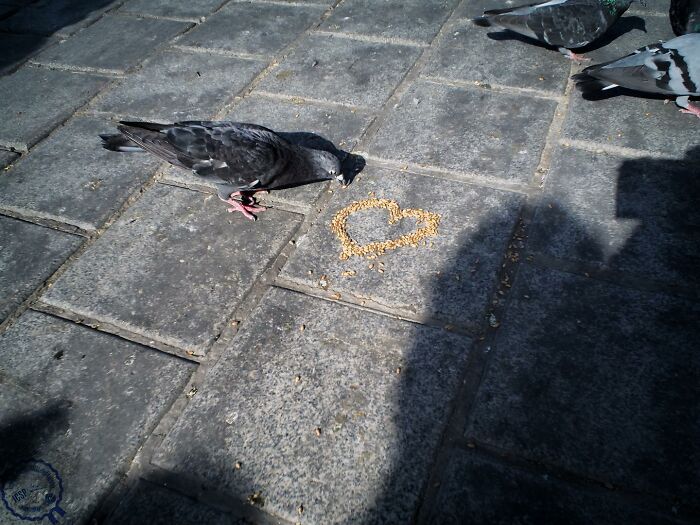 Pigeon eating heart-shaped seeds on pavement, showcasing Gökhan Arer's unique street perspective.