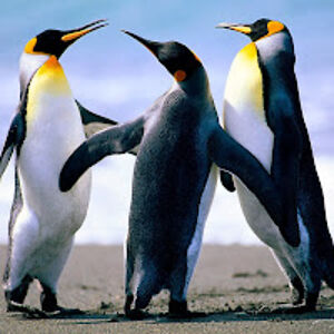 stephenswidarski avatar